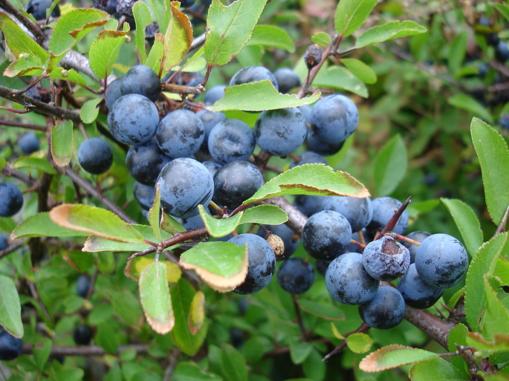 črni trn Prunus spinosa